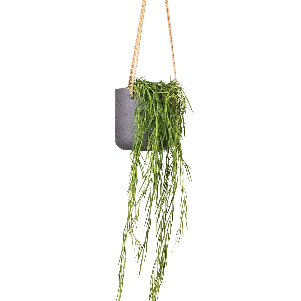 Hoya linearis - Linear Porcelain Plant Houseplant & Charlie Hanging Plant Pot - Black Washed