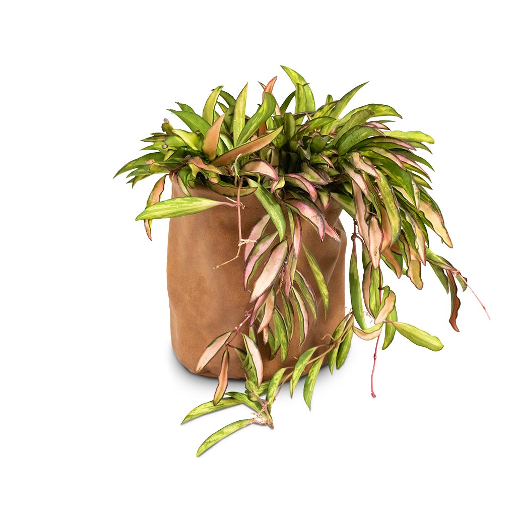 Hoya wayetii Tricolor - Wax Plant Houseplant & Juna Plant Basket - Cognac