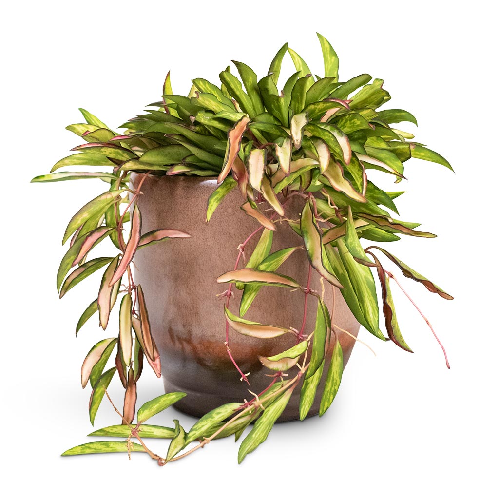 Hoya wayetii Tricolor - Wax Plant Houseplant & Linn Plant Pot - Mink