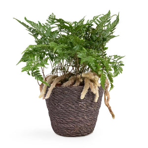 Humata tyermannii - White Rabbit's Foot Fern Houseplant & Igmar Plant Basket - Grey