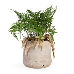 Humata tyermannii - White Rabbit's Foot Fern Houseplant & Patt Plant Pot - Grey Washed