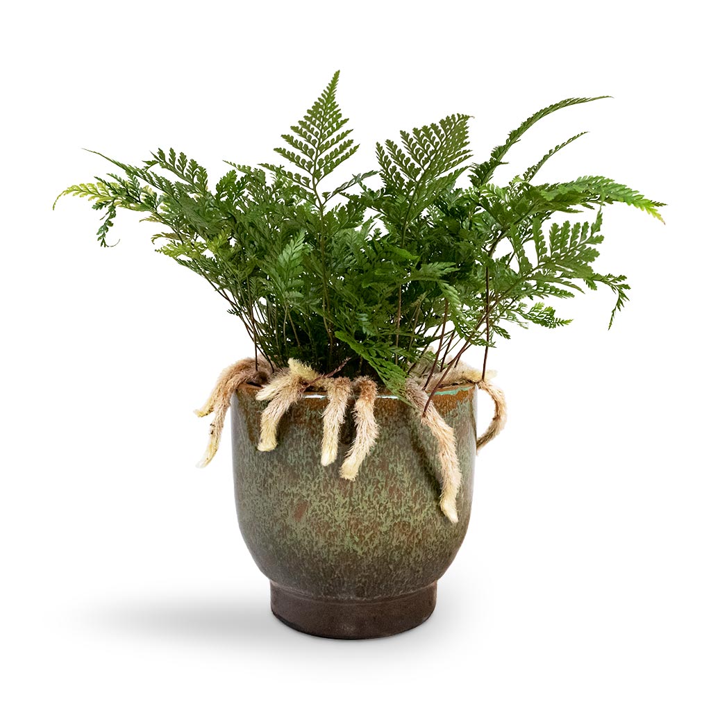 Humata tyermannii - White Rabbit&#39;s Foot Fern Houseplant &amp; Linn Plant Pot - Deep Green