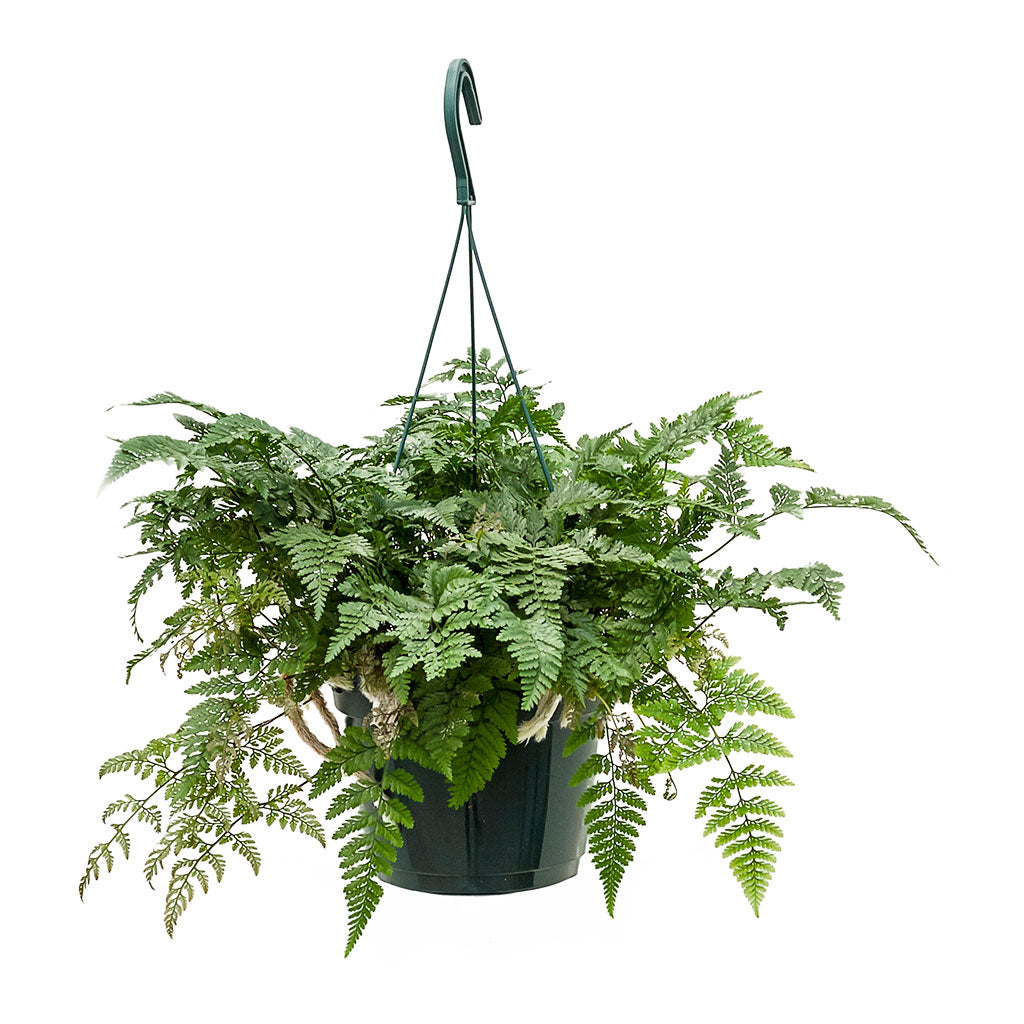 Humata Fern Humata tyermannii - White Rabbit's Foot Fern Houseplant | Hortology ...