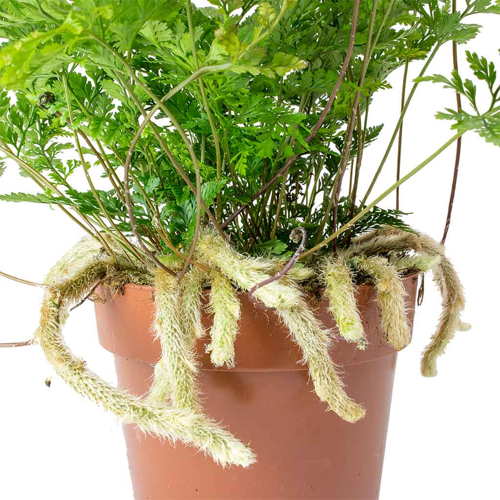 Humata tyermannii - White Rabbit's Foot Fern & Lugano Scalloped Plant Pot - Mustard