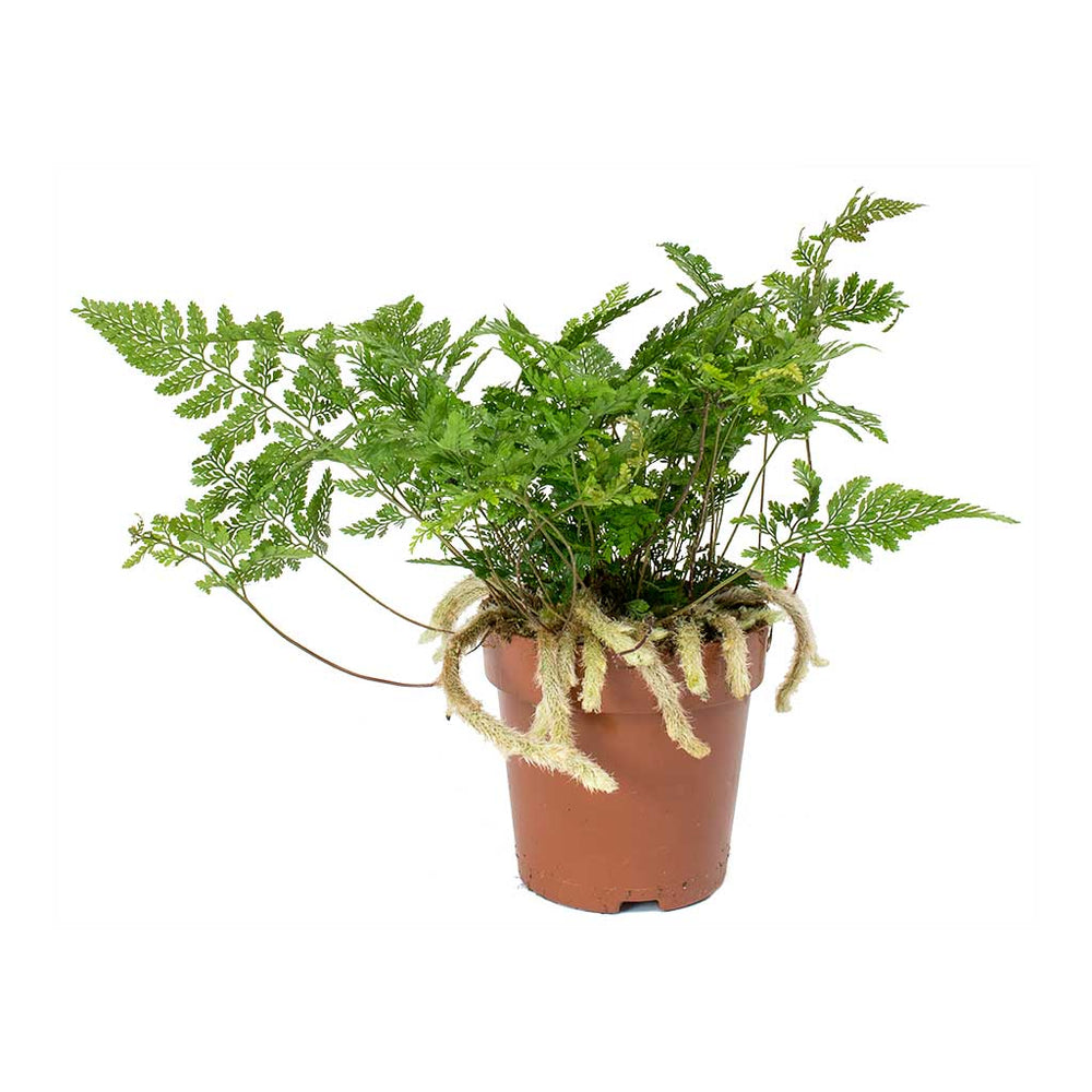 Humata Fern Humata tyermannii - White Rabbit's Foot Fern Houseplant | Hortology