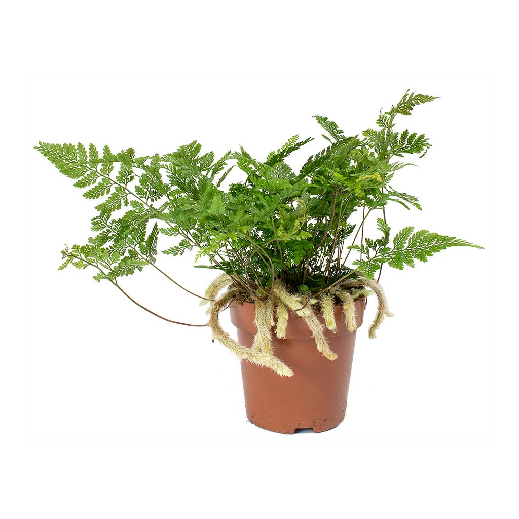 Rabbit's Foot Fern