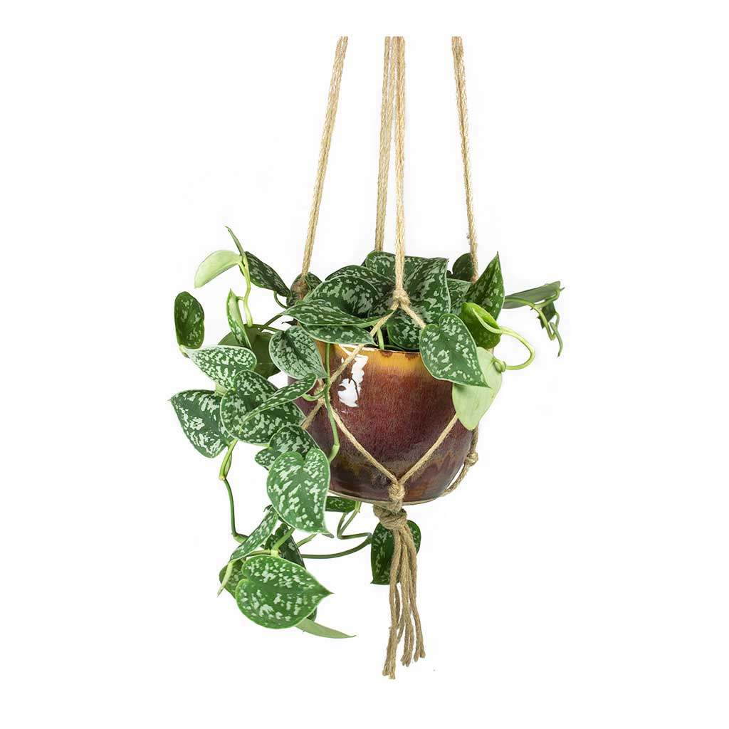 Plant Pot Hanging Rope with Indoor Plant Pot &amp; Houseplant
