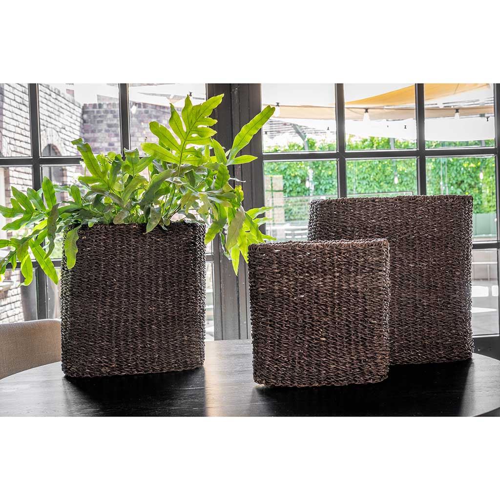 Isaac Plant Baskets Set of 3 Oval - Black & Indoor Plants