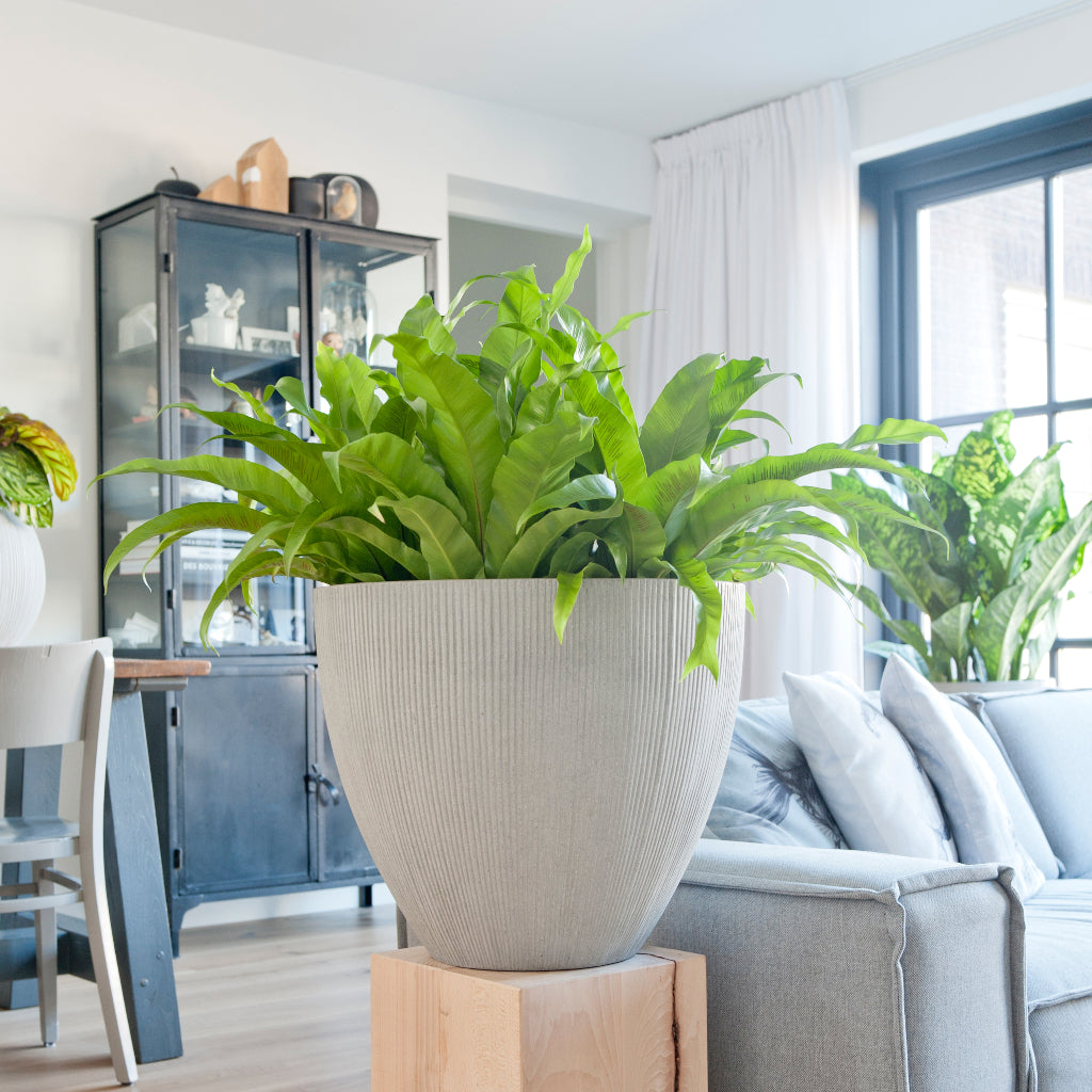 Jesslyn Plant Pot - Ridged Cement Living Room