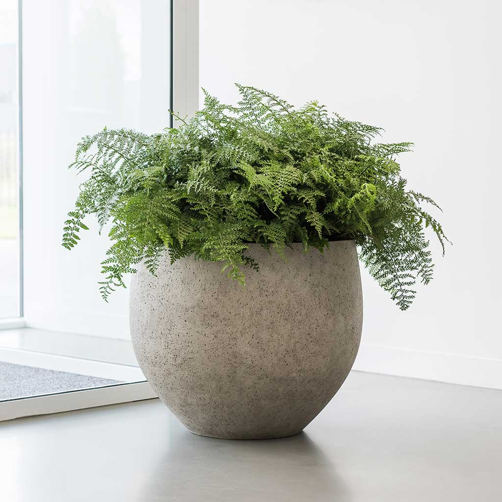 Jumbo Orb Planter - Stone Washed & Office Plants