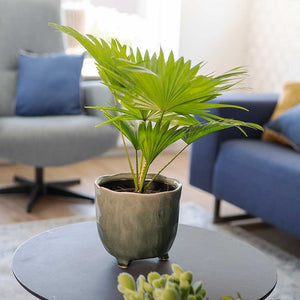 Kaat Plant Pot Green - Footstool Palm Houseplant