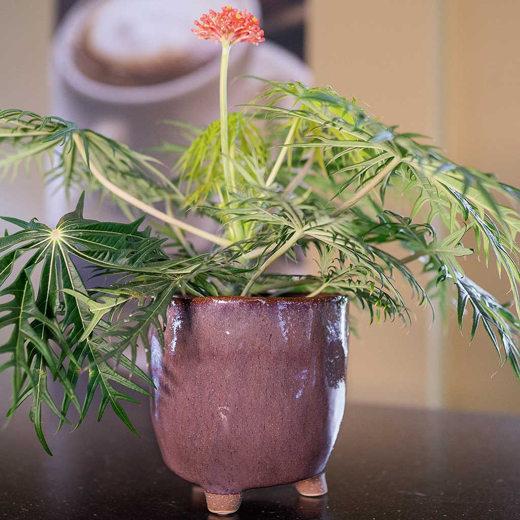 Kaat Plant Pot - Old Pink & Houseplant