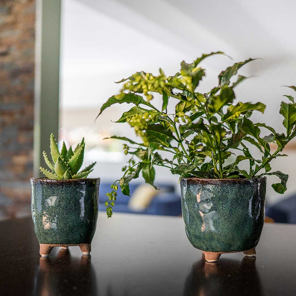 Kaat Plant Pots - Petrol & Houseplants