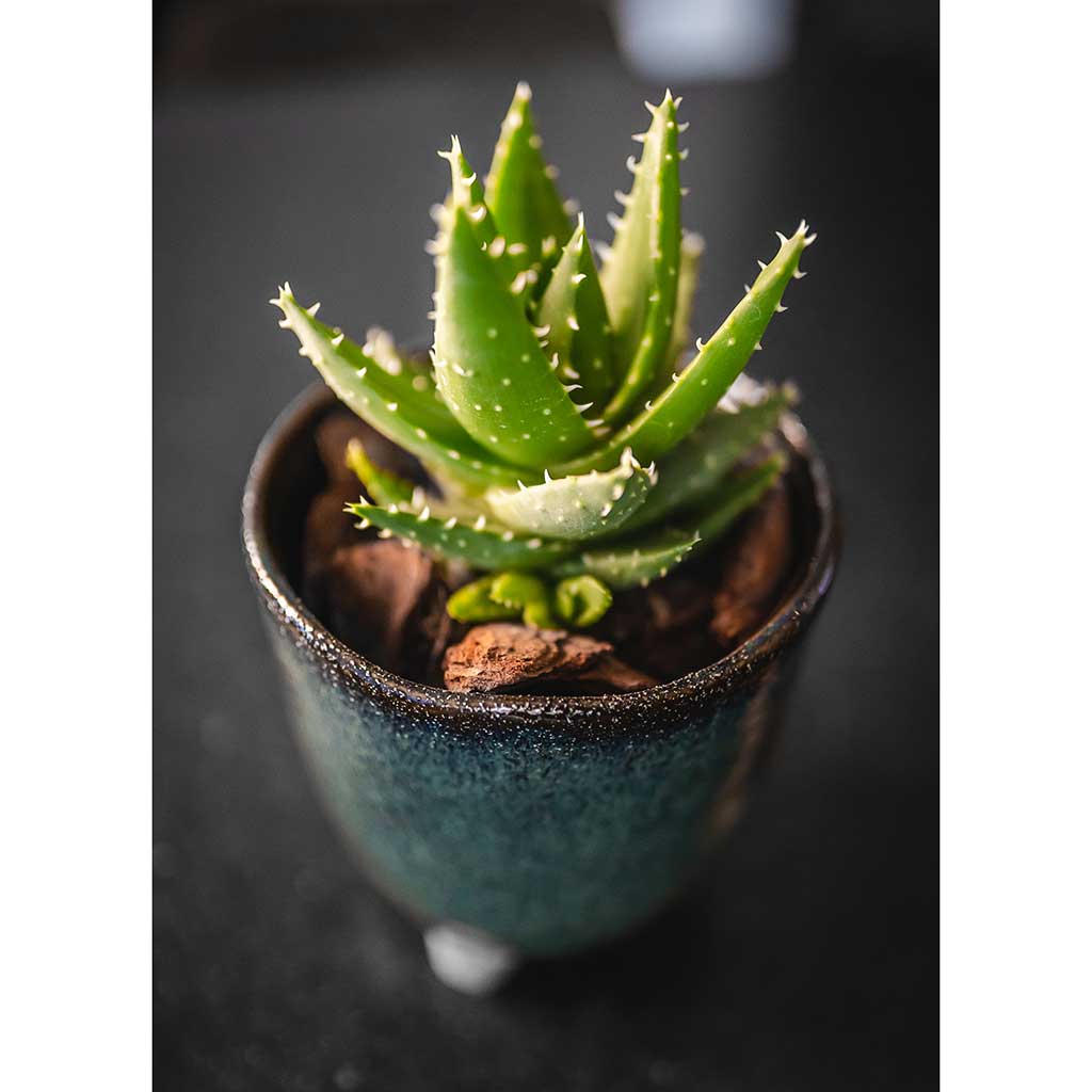 Kaat Plant Pot - Petrol & Succulent Houseplant