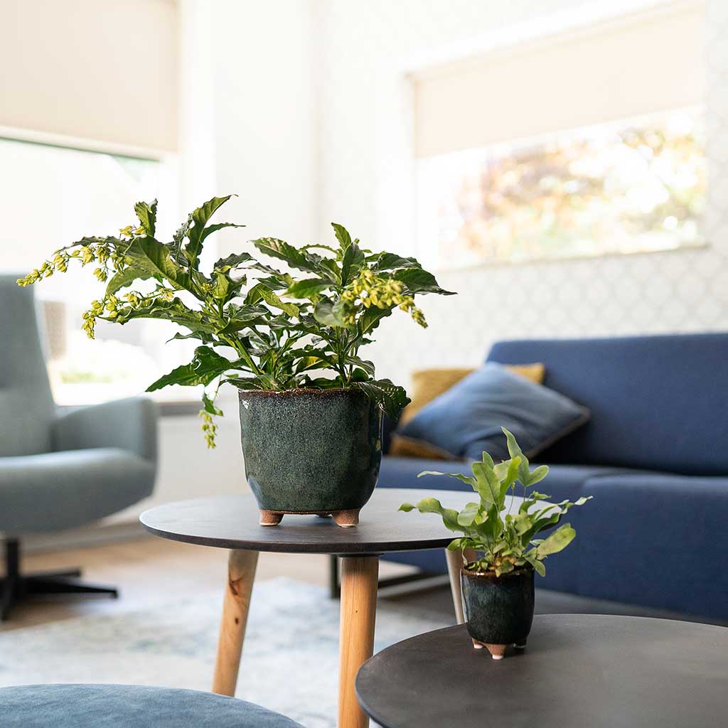 Kaat Plant Pots - Petrol & Houseplants