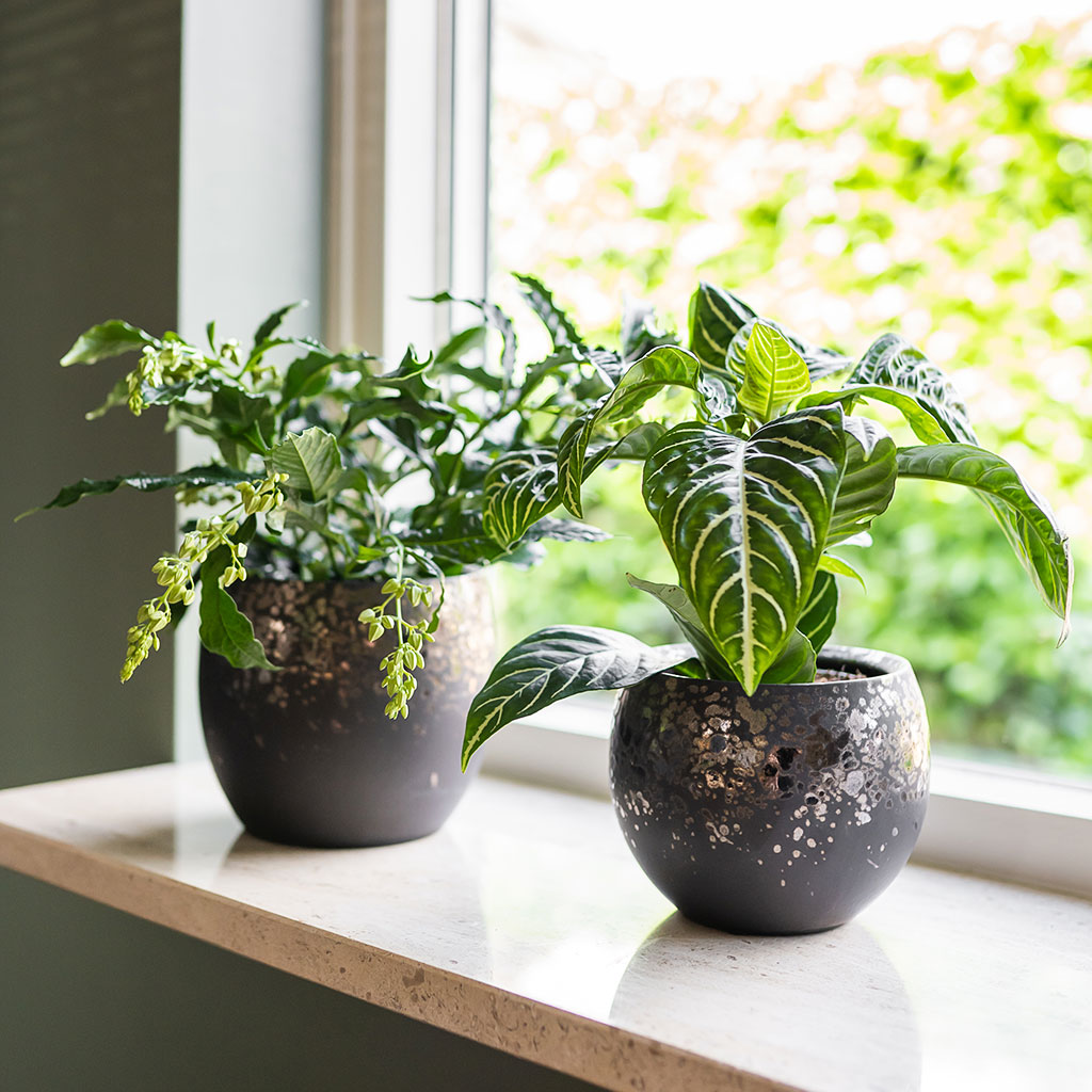 Kae Plant Pots Mocha & Houseplants