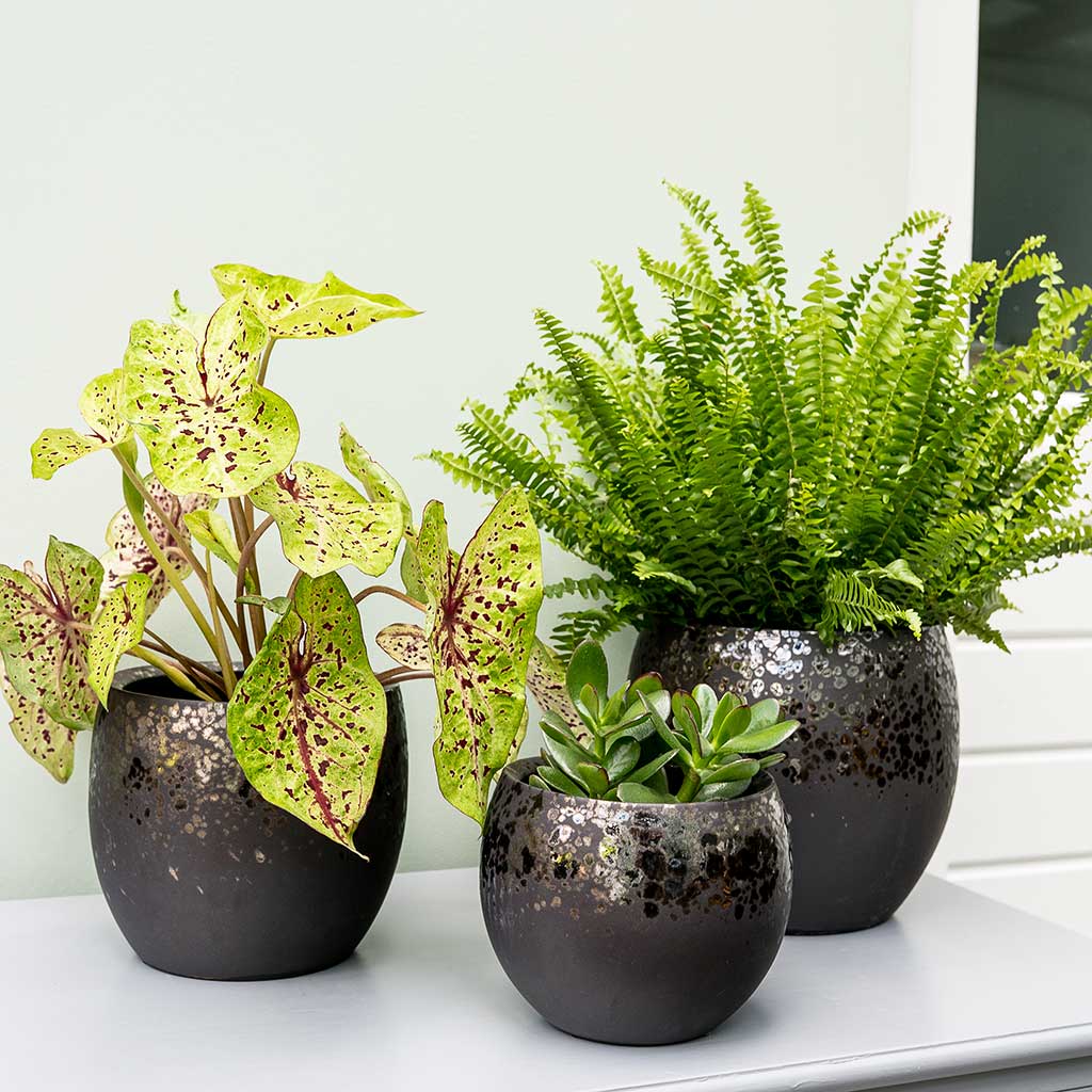 Kae Plant Pots - Mocha & Indoor Plants