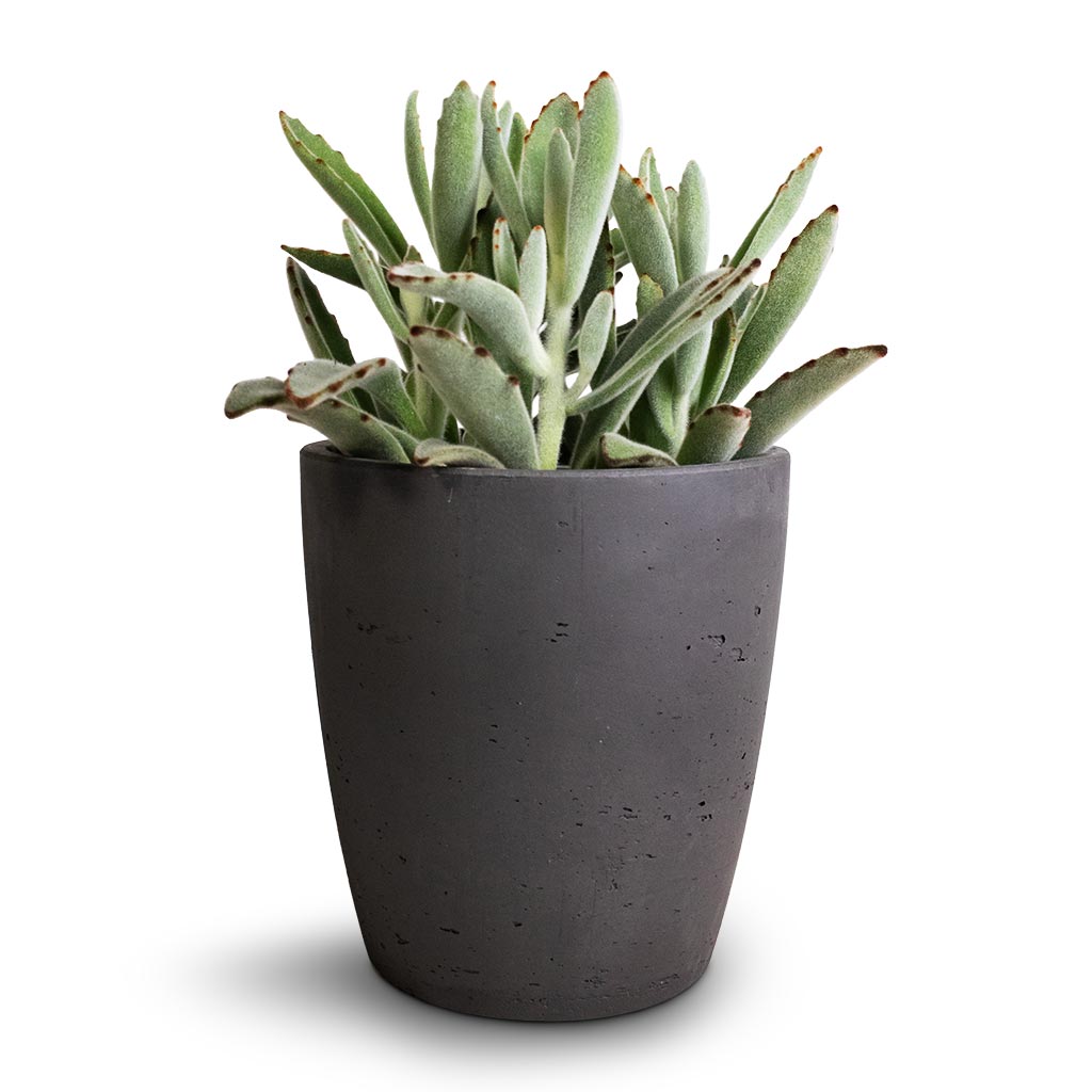 Kalanchoe tomentosa - Panda Plant & Gerben Plant Pot - Black Washed