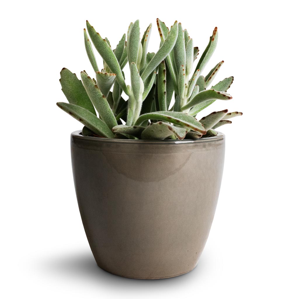 Kalanchoe tomentosa - Panda Plant & Sven Plant Pot - Smoke