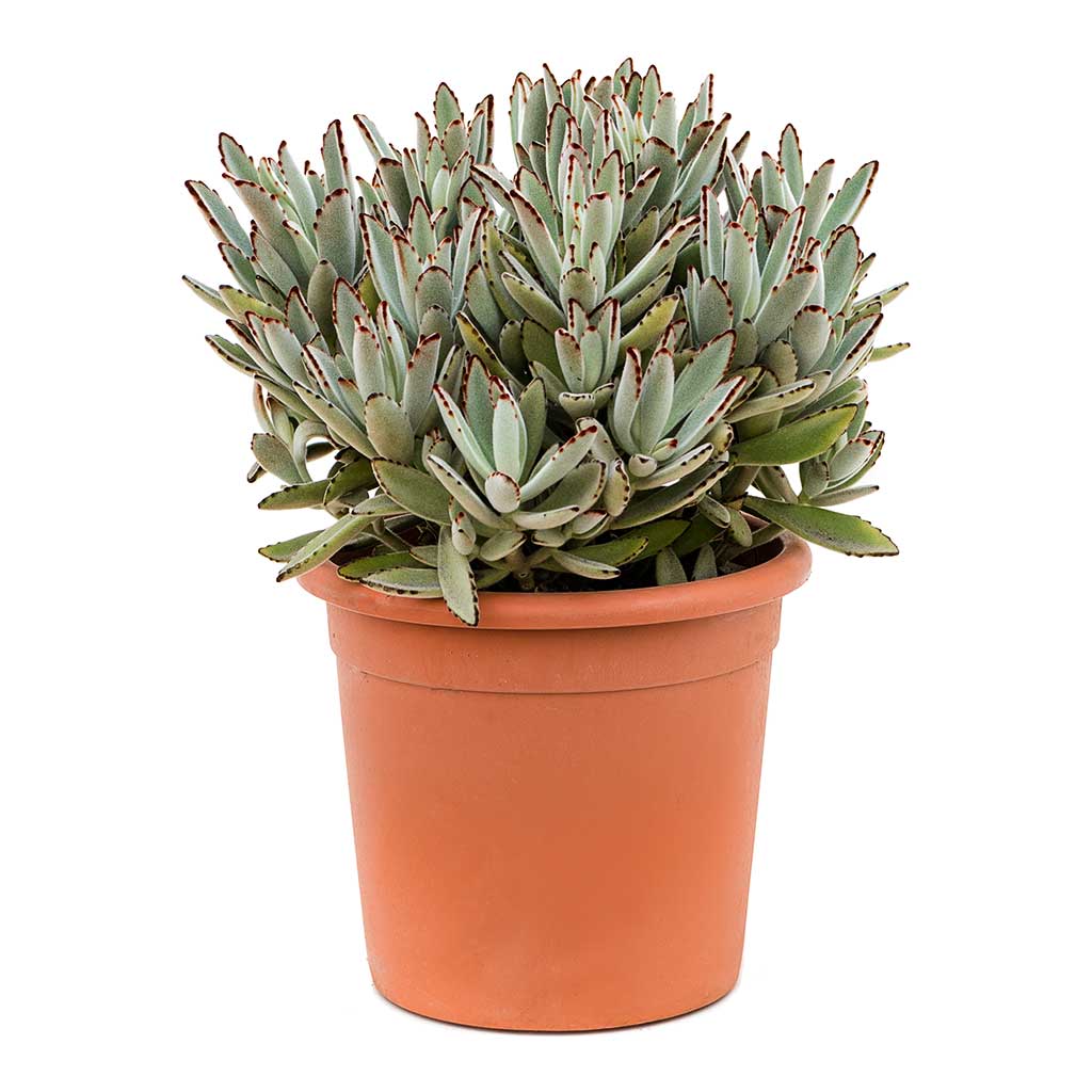 Kalanchoe tomentosa - Panda Plant 26cm