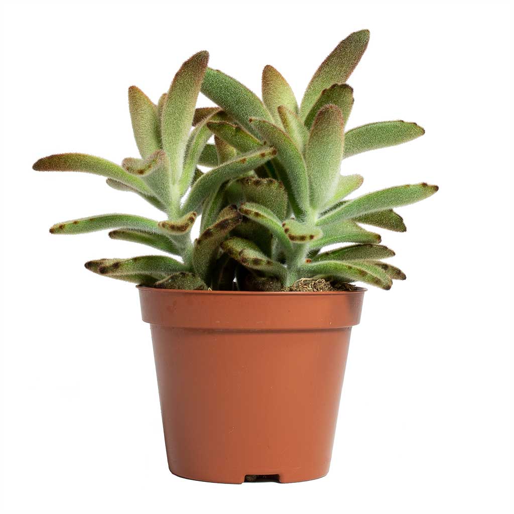 Kalanchoe tomentosa - Panda Plant 8.5x15cm