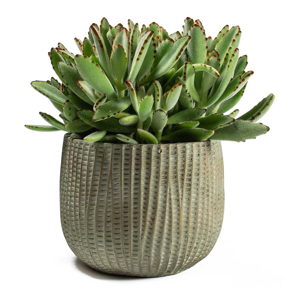 Kalanchoe tomentosa Panda Plant & Feico Plant Pot - Mint Grey