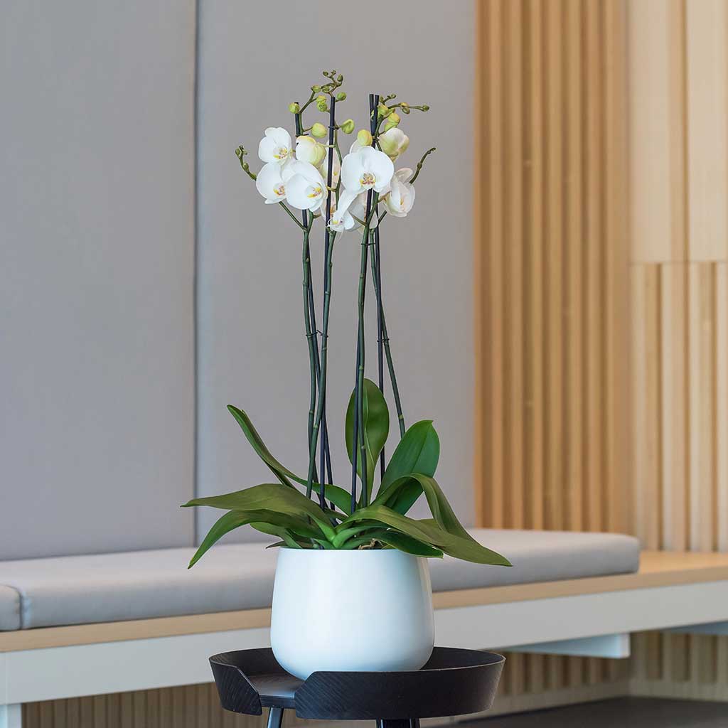Kevan Plant Pot - Matt White With Orchid