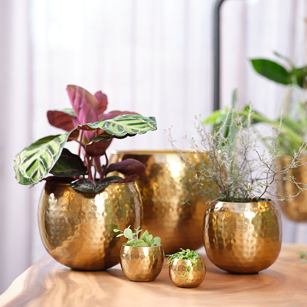 Kody Metal Plant Pots Set of 3 Large Gold with Houseplants