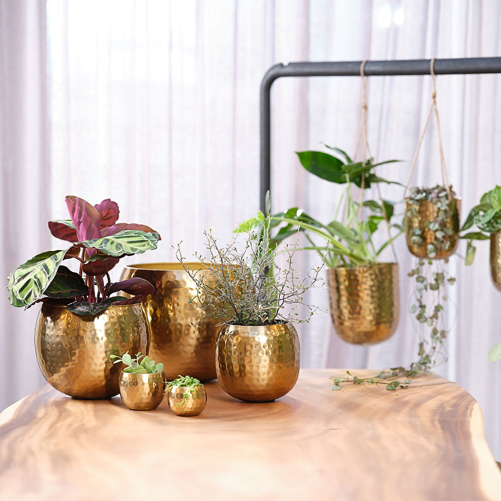 Kody Metal Plant Pots Set of 2 Small Gold with Indoor Plants