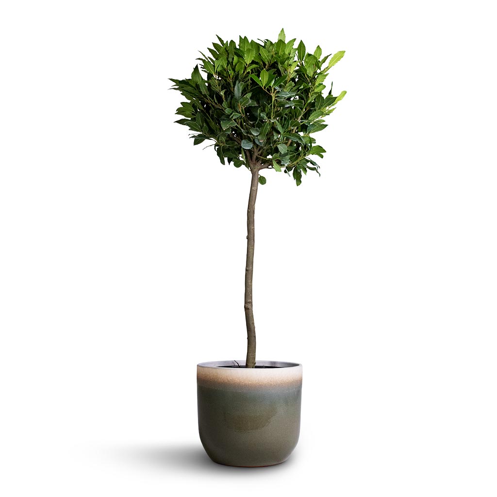 Laurus nobilis - Bay Tree &  Tarra Plant Pot - Forest