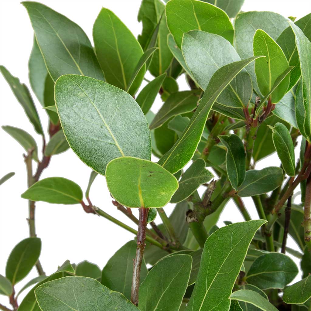 Laurus nobilis - Bay Tree Leaves