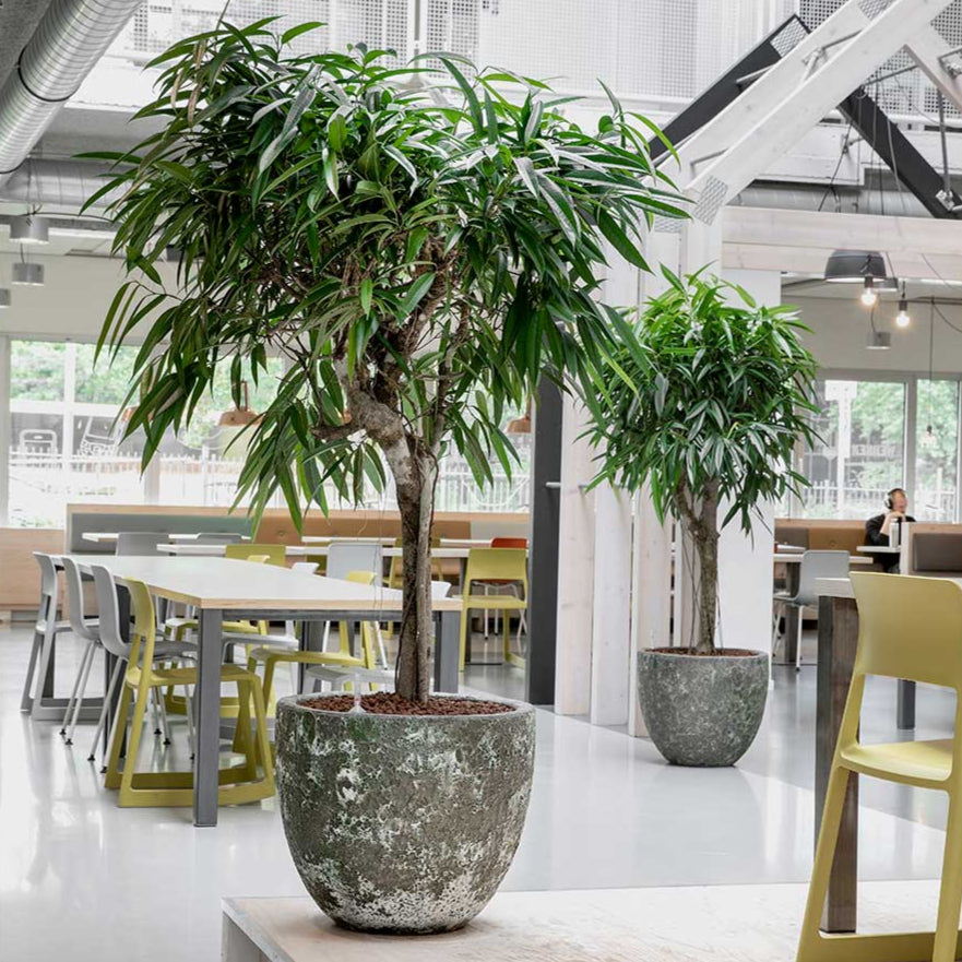 Lava Couple Relic Planter - Jade - Large