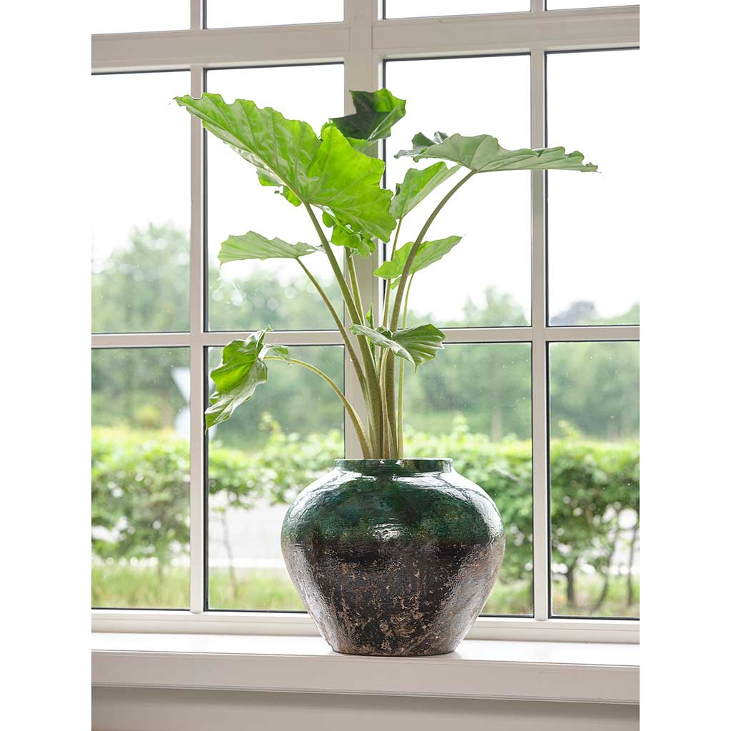 Lindy Jar Plant Pot - Black Green & Houseplant