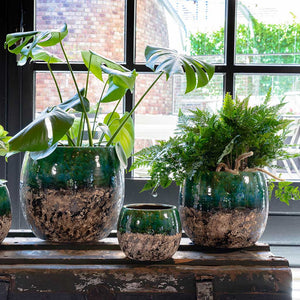 Lindy Plant Pots - Black Green & Houseplants