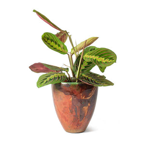 Livin-Beauty-Flowerpot-Copper-Smooth-Maranta-leuconeura-erythroneura-Herringbone-Plant