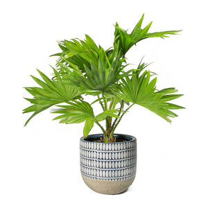 Livistona rotundifolia Footstool Palm & Elin Plant Pot Denim