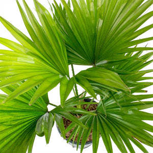 Livistona rotundifolia - Footstool Palm Leaves