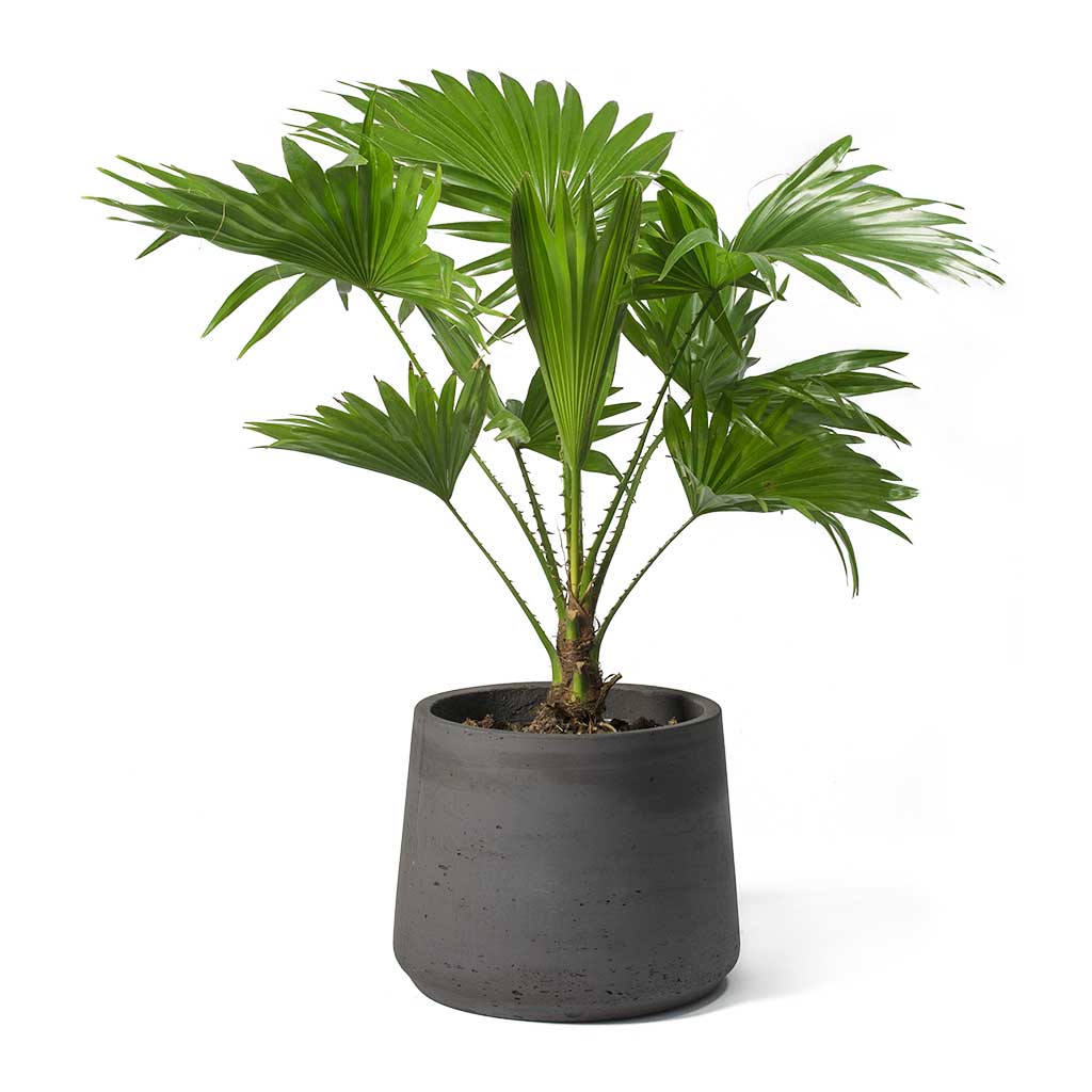 Livistona rotundifolia - Footstool Palm & Patt Plant Pot