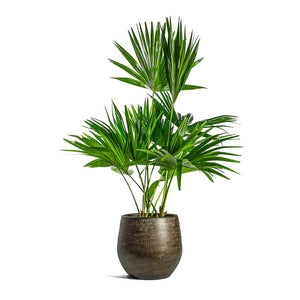 Livistona rotundifolia Footstool Palm & Ryan Plant Pot Shiny Gold