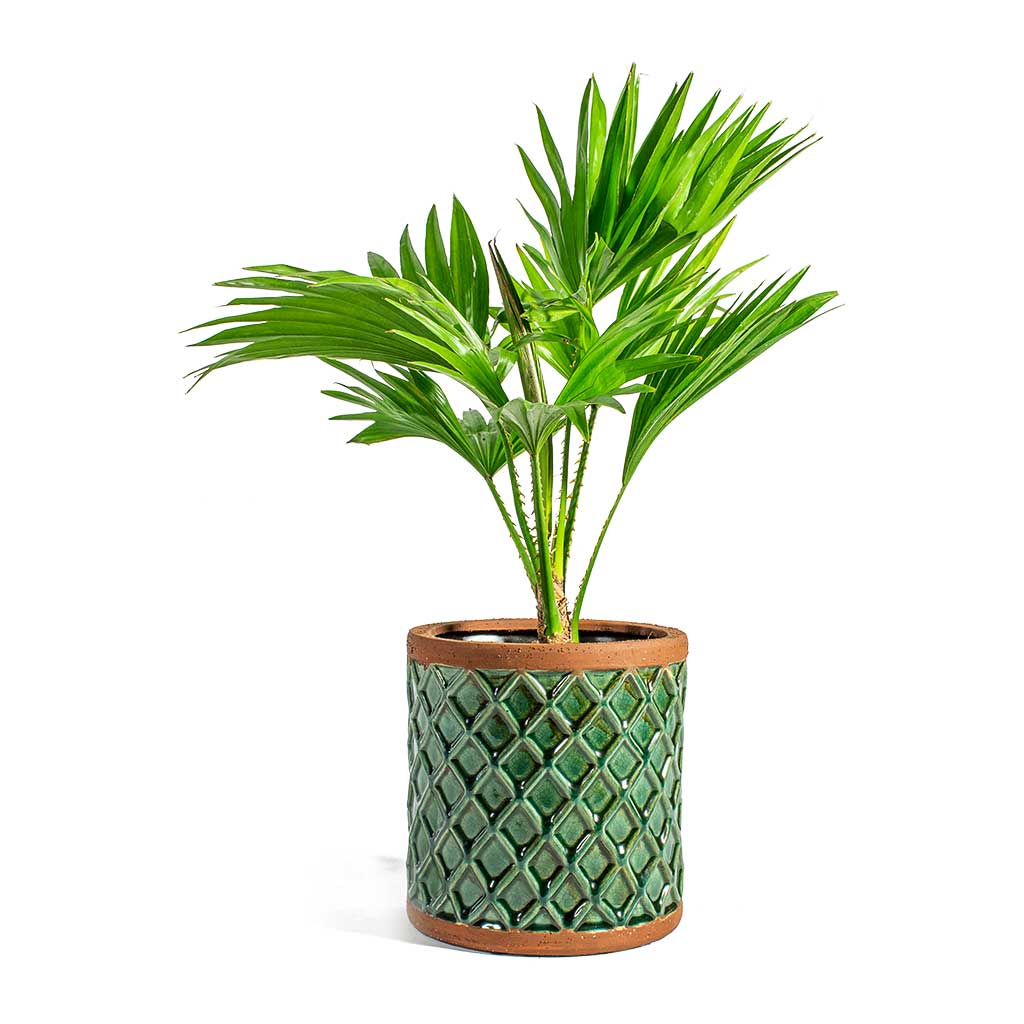 Livistona Rotundifolia Footstool Palm & Liam Turquoise Plant Pot