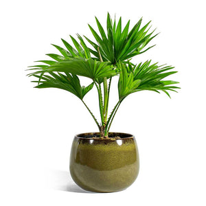 Livistona rotundifolia Footstool Palm & Odile Moss Plant Pot