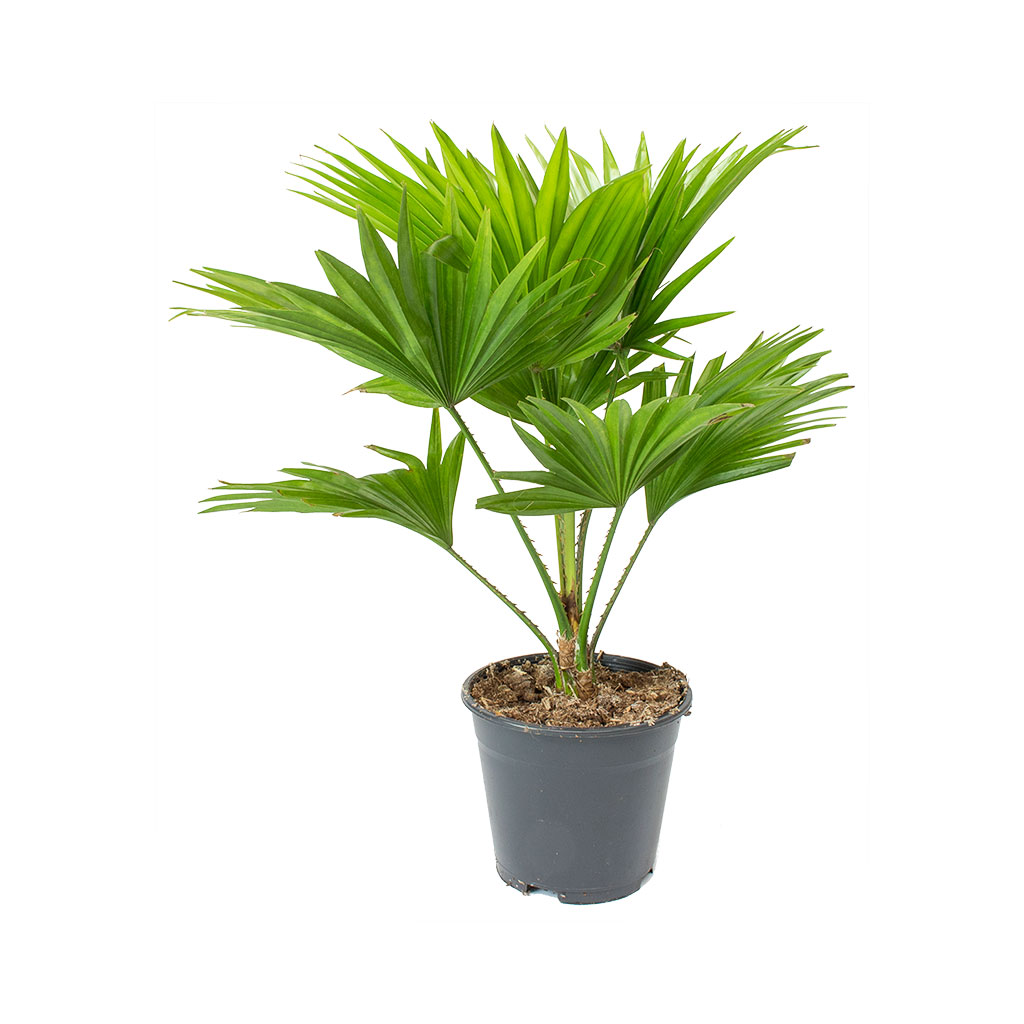 Livistona rotundifolia - Footstool Palm