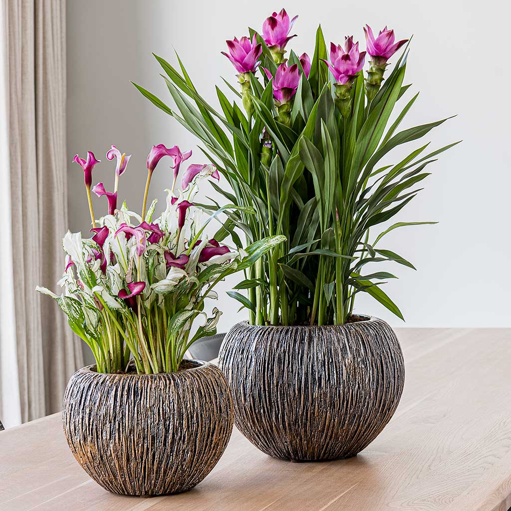 Luxe Lite Waterfall Globe Planter - Bronze - Small & Houseplants