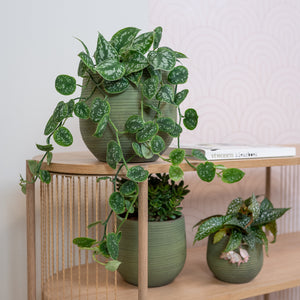 Lydia Plant Pot - Shiny Green & Satin Pothos