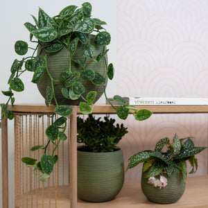 Lydia Plant Pot - Shiny Green & Houseplants