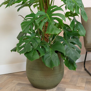 Lydia Plant Pot - Shiny Green & Monstera Leaves