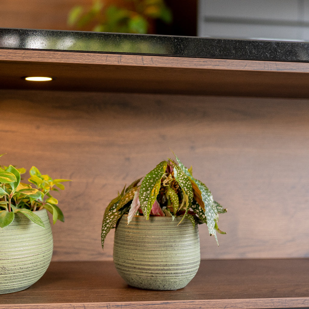 Lydia Plant Pot - Shiny Green & Begonia