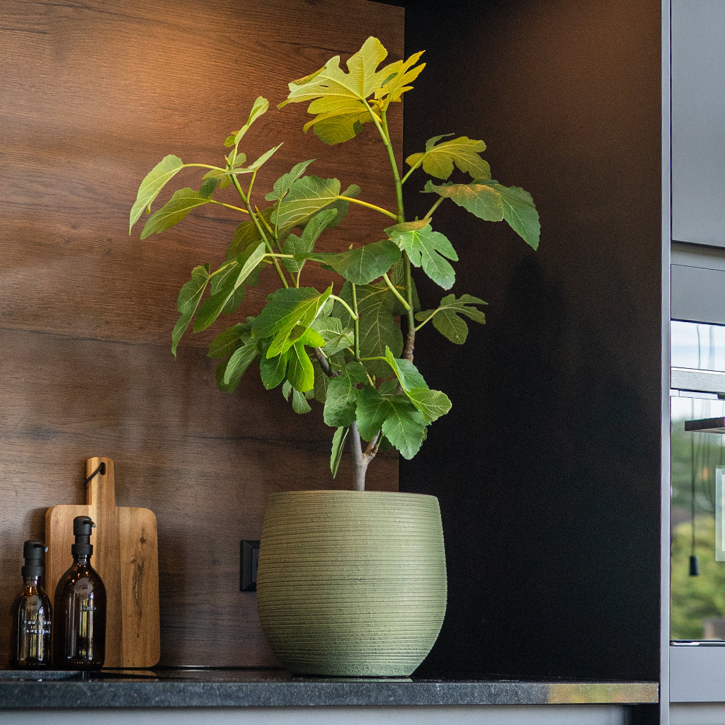 Lydia Plant Pot - Shiny Green & Fig