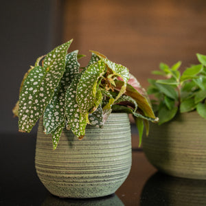 Lydia Plant Pot - Shiny Green & Begonia Close Up
