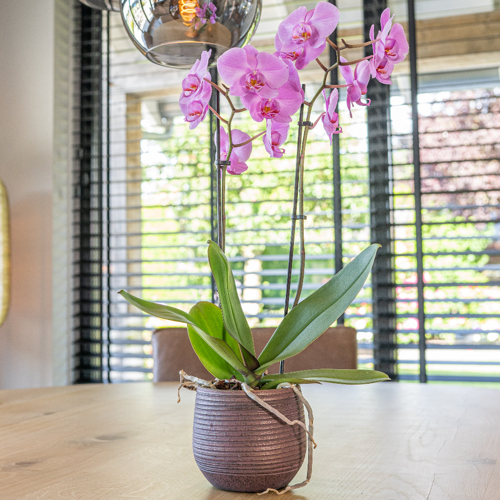 Lydia Plant Pot - Shiny Purple & Orchid Bloom